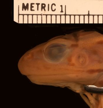 Media type: image;   Herpetology A-2403
